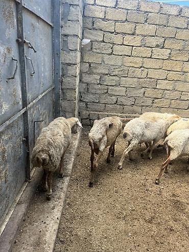Qoyun sürüsü – yerli cinslər qarışıq - Şəkillərdəki kimi 12 başa — 6