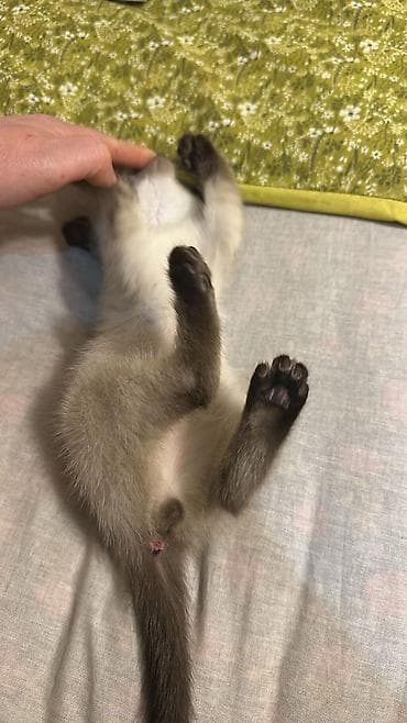 pişiy: Şotland yastı qulaq — 9