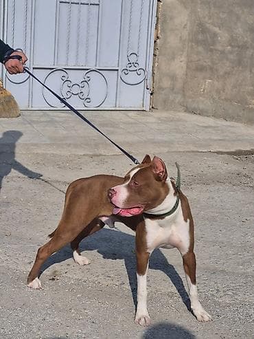 pitbul satışı: Pitbul, 1 il, Erkek, Ödənişli çatdırılma — 4