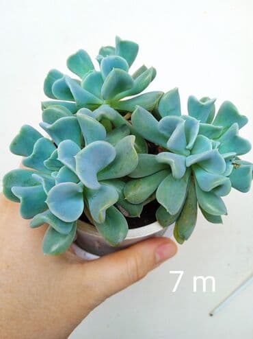 Buket güllər: Sukulənlər – müxtəlif növlər birbaşa qabda - Qab 1: Eyni qabda iki — 9