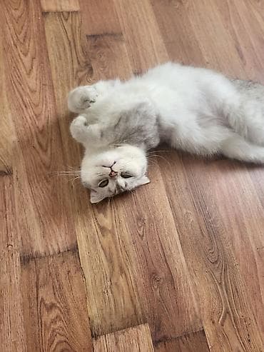 heyvan: Şotland yastı qulaq — 4