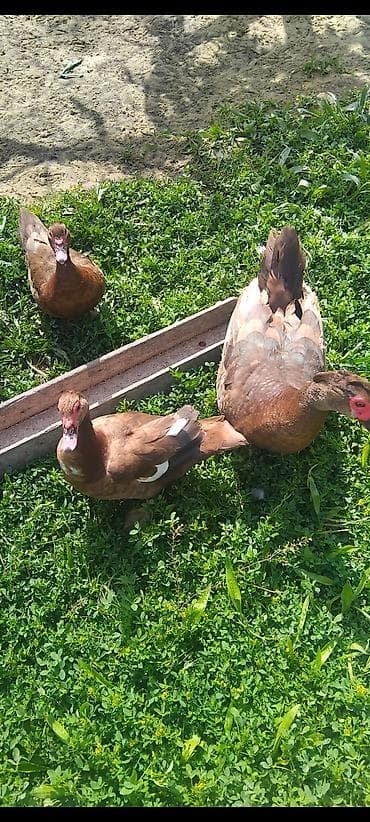 Krosnadrlar satlir 2diwi 1 erkekdi diwler 35 erkek 50 manat hamsi bir