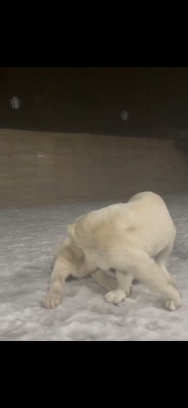 Quşlar: Qurdbasar — 8