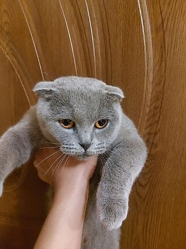Шотладская вислоухая — 3
