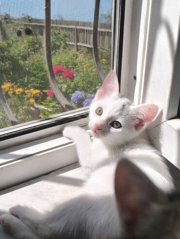 Gəmiricilər: Dişi, Yaxşı əllərə — 1