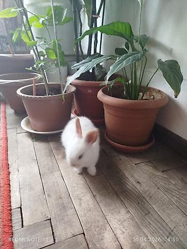 Dovşanlar: Ağ tüklü miniatür ev dovşanı - Rəng: qar kimi ağ, qulaqlarında açıq — 2