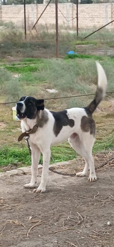 собака отдам в хорошие руки: Гурдбасар, 1 год, Самец, С прививками, Платная доставка — 3