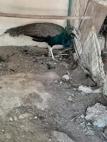 kakadu quşu: Məhsul: Təbiət quşu – tovuz quşu 2 yaşı var Təsvir: - Şəkillərdə — 3