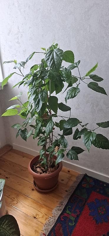 hilba bitkisi: Hibiskus (Çin qızılgülü), torfa əkilib - Hündürlüyü təxminən 120–150 — 9