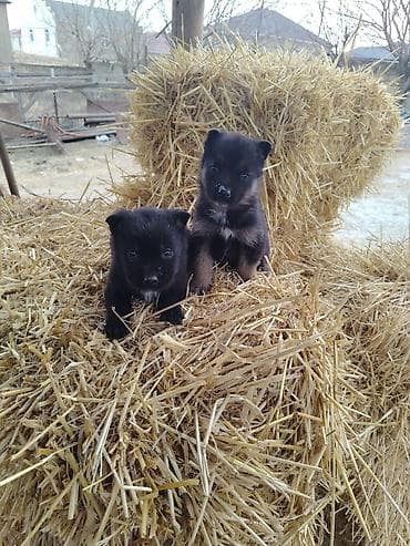 xacmaz heyvan bazari: Nemes afçarka sı 2 ədəd erkək — 7
