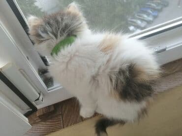 кошка продажа: Самка, В добрые руки — 2