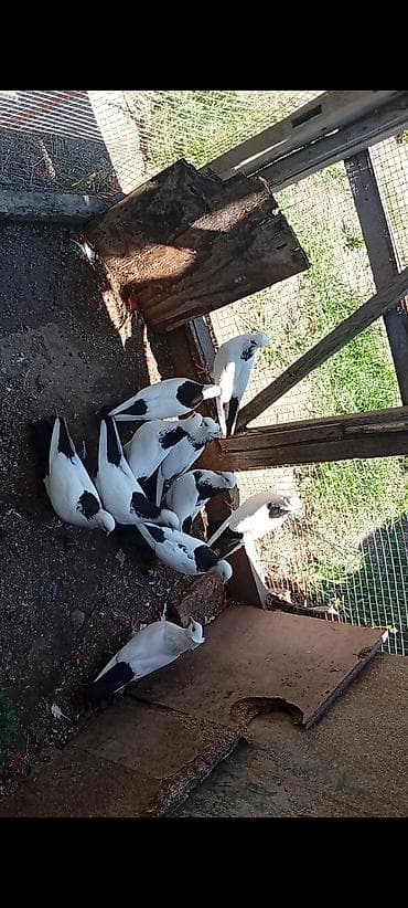 Salam aleykum heyvanlar hamsı bir nəsildi abrezdilər kötüydən istiyən
