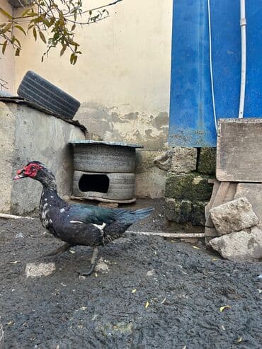 ordek balasi satilir: Erkək, | Lal ördək, Ətlik — 2