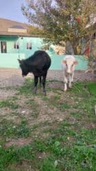 toyuq sekilleri: Dana, buzov, Erkək, ay: 6, Damazlıq — 2