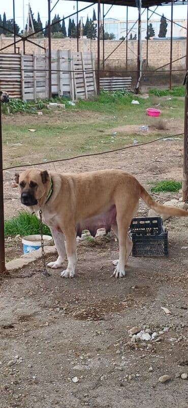 sərab çoban iti: Qurdbasar, 3 il, Dişi, Peyvəndli, Ödənişli çatdırılma — 3