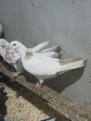 heyvan alqi satqisi: Göyerçinler qiymet ikisinə aidir biri enli quyruqdu — 1