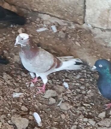 arpa bugda: Qənbərbaş göyərçinlər - Növlər: rəngarəng Qənbərbaş/başında toppuzlu — 4