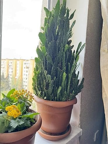 təbii dibçək gülləri: Qabda böyük ölçülü kaktus - Bitki növü: Dekorativ kaktus (sütunvari — 2