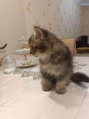 pişiyler: Yumşaq tüklü, iri gözlü balaca pişik balası. - Uzun və sıx tüklü — 7