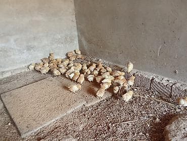 austrolop cücəsi: Toyuq cücələri, Damazlıq — 4