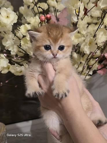 Britan, Erkək, Dişi, Yaxşı əllərə, Ünvandan götürmə, Pulsuz çatdırılma, Ödənişli çatdırılma