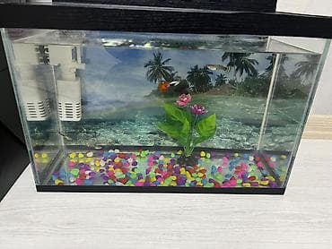 Quşlar: Akvaryum dəsti - Şüşə akvaryum – düzbucaqlı forma, qara çərçivə və — 1