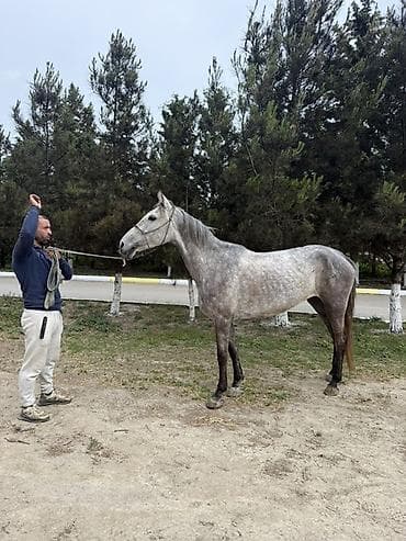 cuce ve xoruz: Boz rəngli at – elegan quruluşlu, zərif başlı, uzun boyunlu və — 1