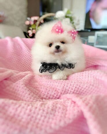 kreditle it satisi: Şpitz, 2 ay, Erkek, Peyvəndli, Ödənişli çatdırılma — 4