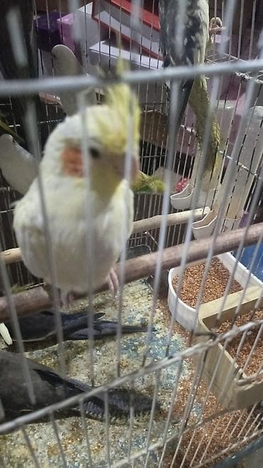 Gəmiricilər: Karella Tutuquşu Hazır cütdü 5 gündü yumurtaya düşüb, Tək halda hərəsi — 9