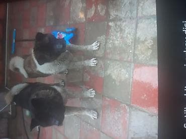 Amerikan Akita cinsi iki it üçün elan - Cins: American Akita (iri lalafo.az -da Amerikan Akita cinsi iki it üçün elan - Cins: American Akita (iri