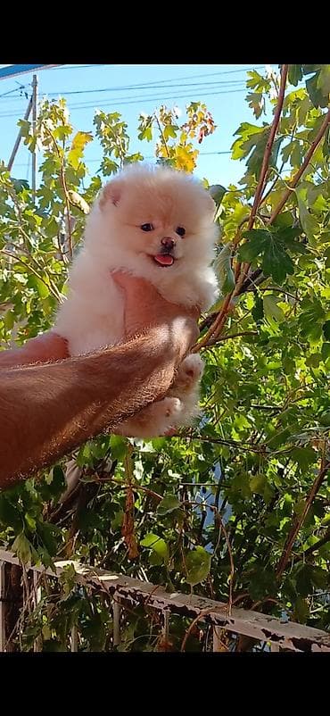 pomeranian boo qiyməti: Şpitz, 2 ay, Dişi, Peyvəndli, Ünvandan götürmə — 2