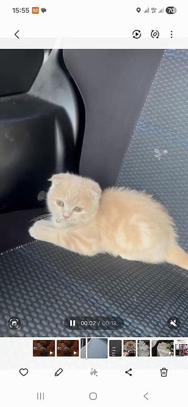 mingəcevir pişik: Şotland yastı qulaq — 3