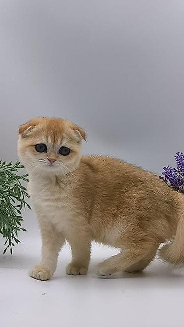 afcarka balası: Şotland yastı qulaq — 4