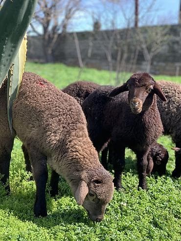 Damazlığ quzular satılır mayalı quzulardı 3 dənə