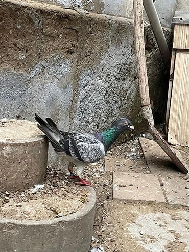 korella quşu: İki erkey iki maya göylər satılır super heyvanlardı — 6