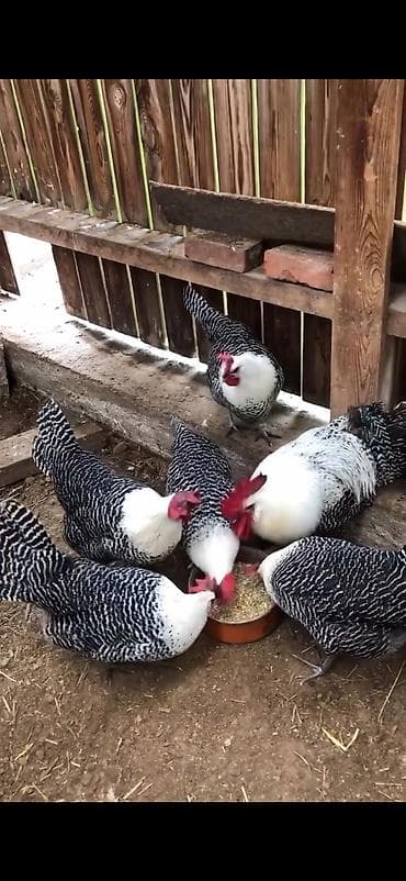 iri buynuzlu mal: Toyuq, Yumurtalıq — 4