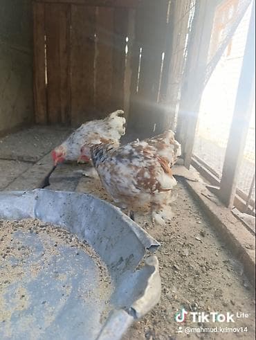 papuqay type 1: Koxin beçələr 5 aylıqdılar qiymət birinə aiddi sağlamdılar — 3