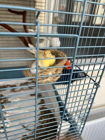 quş hini: Sarı kanareyka – qəfəs və aksesuarlarla Məhsulun təsviri: - Rəng — 1