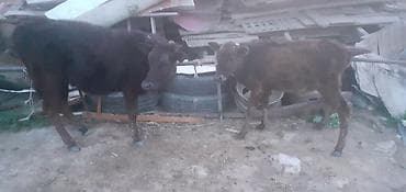ana bala keci: Dana, buzov, Dişi, ay: 1, 100 kq, Damazlıq, Ünvandan götürmə, Ödənişli çatdırılma — 1