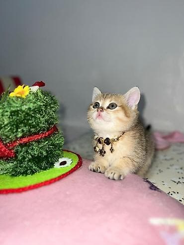 Pişiklər: Britan — 2