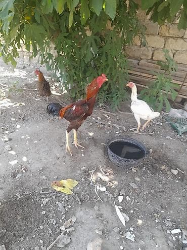 bugdanin qiymeti: Xoruz, Heyratı, il: 1, Ünvandan götürmə — 4