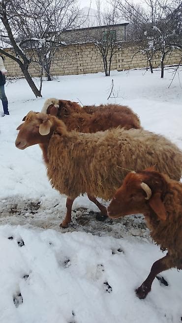 qaz satilir: Məhsul: 4 dene qoç satlir

Təsvir:
diri cekiler 37-50 kilo — 5