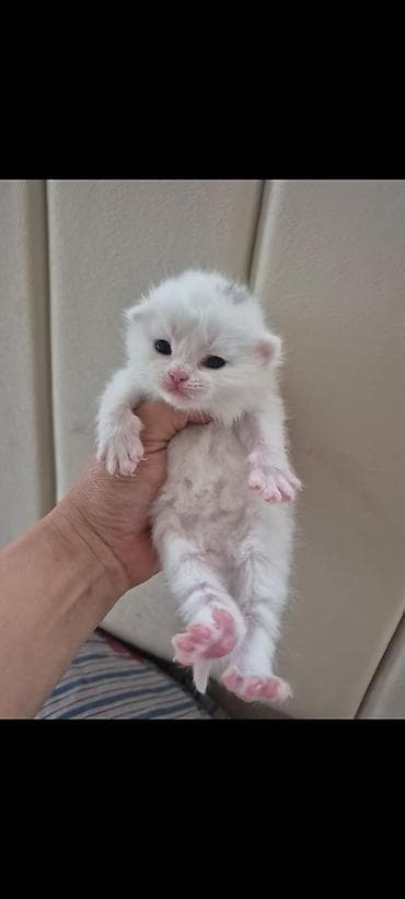 keçiler: Britan — 1