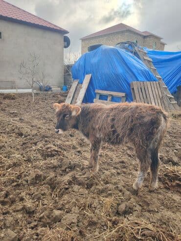 Heyvanlar üçün mallar: Super saglam saxlamali danadi zeng catmasa vapcatla zeng vur — 1
