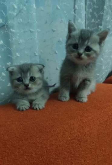 heyvan rezini: Şotland, Ünvandan götürmə — 3