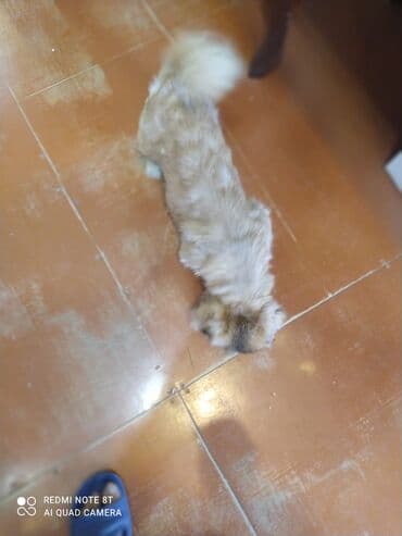 coban iti satiram: Pekines, 2 il, Erkek, Peyvəndli, Ünvandan götürmə — 1