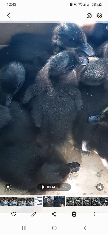 Ördək cücələri, Ətlik