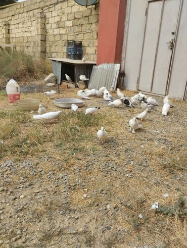 göyərçin yuvası: Boynu gullulerden bawqa hamsi satilir 27 quwdu hamsi qoz kimi — 1