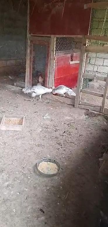 torf satilir: Qaraqened Tovuz qusu fere 1 denedi satilir 4 yasda 260m — 1