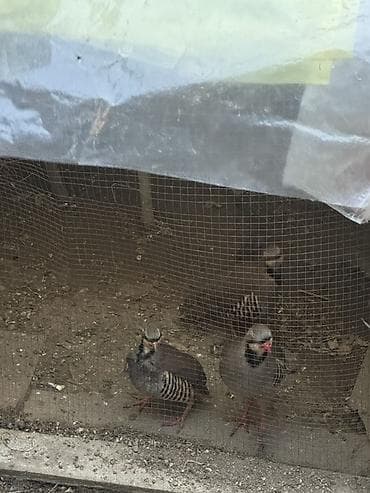 Yumurta: Mayalı təzə yığılmış kəklik və sesar(firəng) yumurtaları. Sesar — 4